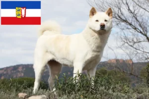 Lire la suite à propos de l’article Éleveurs d’Akita et chiots dans le Schleswig-Holstein