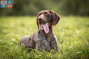 Lire la suite à propos de l’article Éleveurs et chiots à poil court allemand en Bourgogne-Franche-Comté