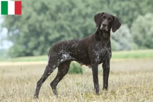 Lire la suite à propos de l’article Éleveurs et chiots à poil court allemand en Italie