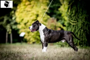 Lire la suite à propos de l’article Éleveurs d’American Staffordshire Terrier et chiots en Corse