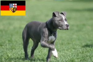 Lire la suite à propos de l’article Éleveurs de Staffordshire Terrier américain et chiots en Sarre