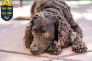 Lire la suite à propos de l’article Éleveurs d’American Water Spaniel et chiots en Basse-Autriche