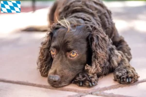 Lire la suite à propos de l’article Éleveurs d’American Water Spaniel et chiots en Bavière