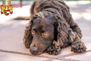 Lire la suite à propos de l’article Éleveurs d’American Water Spaniel et chiots en Carinthie