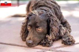 Lire la suite à propos de l’article Éleveurs d’American Water Spaniel et chiots en Thuringe