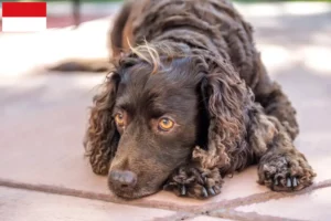 Lire la suite à propos de l’article Éleveurs d’American Water Spaniel et chiots à Vienne