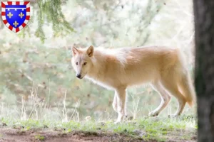 Lire la suite à propos de l’article Éleveurs de Wolfhounds américains et chiots en Centre-Val de Loire