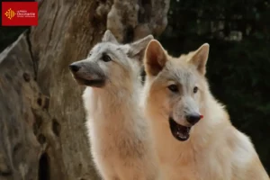 Lire la suite à propos de l’article Éleveurs de chiens-loups américains et chiots en Occitanie