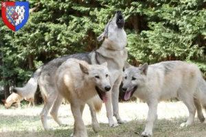 Lire la suite à propos de l’article Éleveurs de Wolfhounds américains et chiots en Pays de la Loire