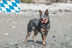 Lire la suite à propos de l’article Éleveurs de chiens de race Australian Cattle Dog et chiots en Bavière