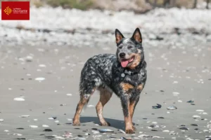 Lire la suite à propos de l’article Éleveurs de chiens de race Australian Cattle Dog et chiots en Occitanie