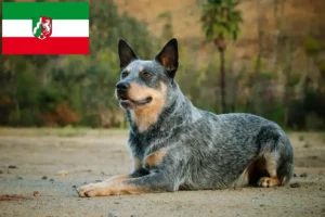 Lire la suite à propos de l’article Éleveurs de chiens de race Australian Cattle Dog et chiots en Rhénanie du Nord-Westphalie