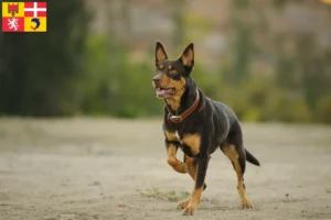 Lire la suite à propos de l’article Éleveurs de Kelpies australiens et chiots en Auvergne-Rhône-Alpes