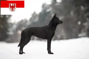 Lire la suite à propos de l’article Éleveurs de Kelpies australiens et chiots dans le Brandebourg