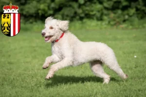 Lire la suite à propos de l’article Éleveurs de Labradoodle australien et chiots en Haute-Autriche