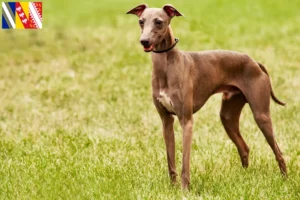 Lire la suite à propos de l’article Éleveurs d’Azawakh et chiots en Grand Est