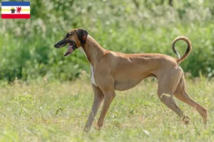 Lire la suite à propos de l’article Éleveurs d’Azawakh et chiots dans le Mecklembourg-Poméranie occidentale