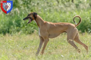 Lire la suite à propos de l’article Éleveurs d’Azawakh et chiots en Pays de la Loire