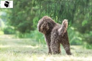 Lire la suite à propos de l’article Éleveurs de barbets et chiots en Corse