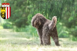 Lire la suite à propos de l’article Éleveurs de barbets et chiots en Haute-Autriche