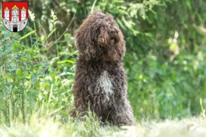 Lire la suite à propos de l’article Éleveurs de barbets et chiots à Salzbourg