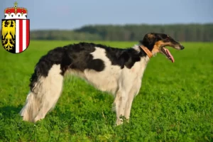 Lire la suite à propos de l’article Éleveurs de Barsoi et chiots en Haute-Autriche