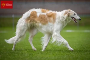 Lire la suite à propos de l’article Éleveurs de Barsoi et chiots en Occitanie