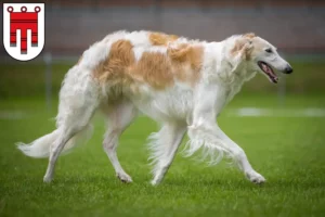 Lire la suite à propos de l’article Éleveurs de Barsoi et chiots dans le Vorarlberg