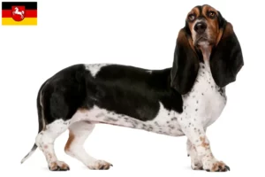 Lire la suite à propos de l’article Basset Artésien Normand Éleveurs et chiots en Basse-Saxe