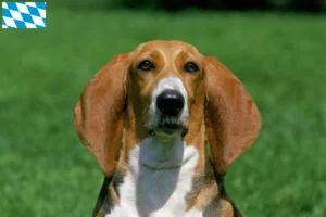 Lire la suite à propos de l’article Basset Artésien Normand éleveurs et chiots en Bavière