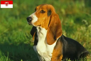 Lire la suite à propos de l’article Basset Artésien Normand Éleveurs et chiots dans le Brandebourg