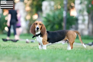 Lire la suite à propos de l’article Basset Artésien Normand Éleveurs et chiots en Bretagne