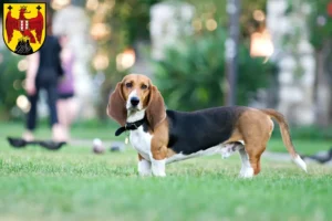 Lire la suite à propos de l’article Basset Artésien Normand Éleveurs et chiots dans le Burgenland