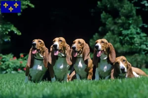 Lire la suite à propos de l’article Basset Artésien Normand Éleveurs et chiots en Île-de-France