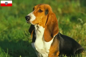 Lire la suite à propos de l’article Basset Artésien Normand éleveurs et chiots en Thuringe