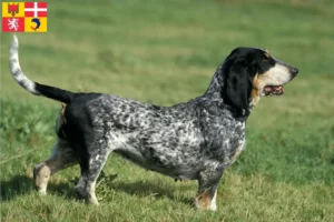 Lire la suite à propos de l’article Basset bleu de Gascogne Éleveurs et chiots en Auvergne-Rhône-Alpes