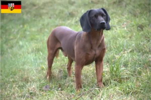 Lire la suite à propos de l’article Bayerischer Gebirgsschweißhund éleveurs et chiots en Sarre