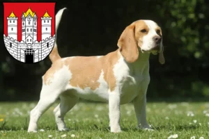 Lire la suite à propos de l’article Éleveurs de beagles et chiots à Salzbourg