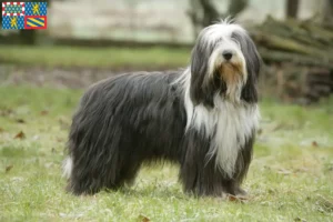 Lire la suite à propos de l’article Éleveurs de Bearded Collie et chiots en Bourgogne-Franche-Comté