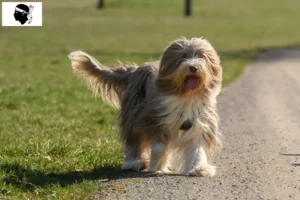 Lire la suite à propos de l’article Éleveurs de Bearded Collie et chiots en Corse