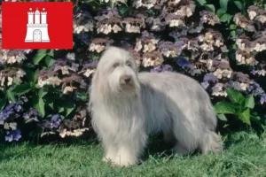 Lire la suite à propos de l’article Éleveurs de Bearded Collie et chiots à Hambourg