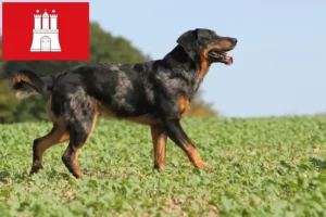 Lire la suite à propos de l’article Éleveurs de Beaucerons et chiots à Hambourg