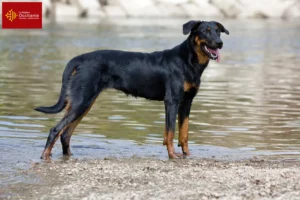 Lire la suite à propos de l’article Éleveurs de Beaucerons et chiots en Occitanie