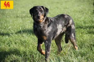 Lire la suite à propos de l’article Éleveurs de Beaucerons et chiots en Région Wallonne