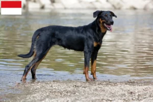 Lire la suite à propos de l’article Éleveurs de Beaucerons et chiots à Vienne