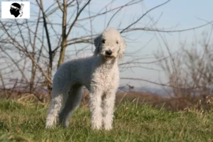 Lire la suite à propos de l’article Éleveurs de Bedlington Terriers et chiots en Corse