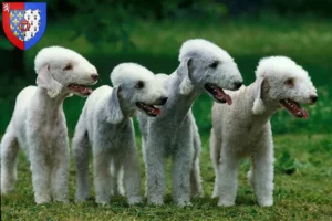 Lire la suite à propos de l’article Éleveurs de Bedlington Terriers et chiots en Pays de la Loire