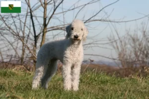 Lire la suite à propos de l’article Bedlington Terrier éleveurs et chiots en Saxe