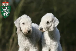 Lire la suite à propos de l’article Éleveurs de Bedlington Terrier et chiots en Styrie