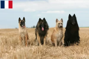 Lire la suite à propos de l’article Éleveurs de bergers belges et chiots en Guadeloupe